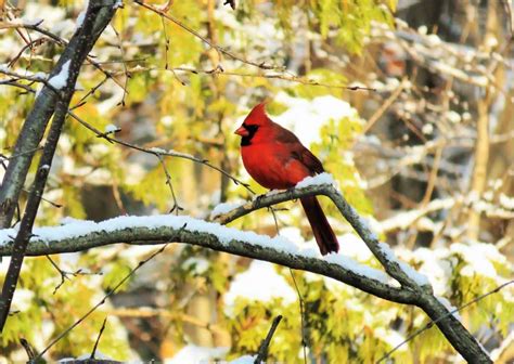 Cardinal Behavior - AnimalBehaviorCorner