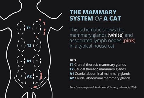 Cats Get Breast Cancer Too, and There’s a Lot We Can Learn From It ...