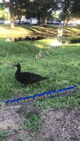 Ducks In A Row GIFs - Find & Share on GIPHY