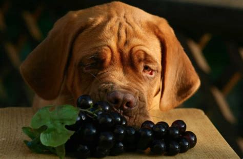 Can Dogs Eat Grapes? - Risks, Symptoms & Treatment