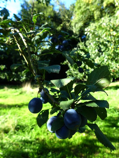 Damson and Apple Cheese - Mrs Portly's KitchenMrs Portly's Kitchen