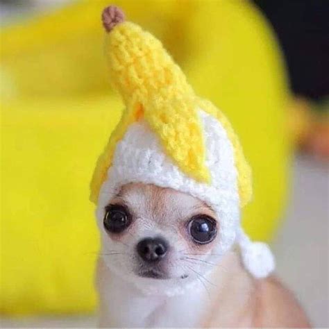 Chihuahua Hoodie Meme - Pets Lovers