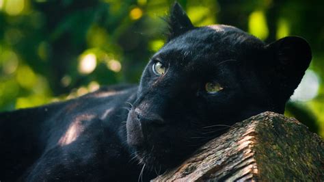 Adult Black Panthers Animals Jaguar Cat 4K HD Wallpapers | HD ...