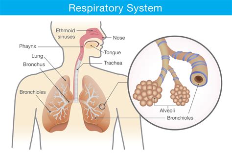 Respiratory System Diagram Alveoli