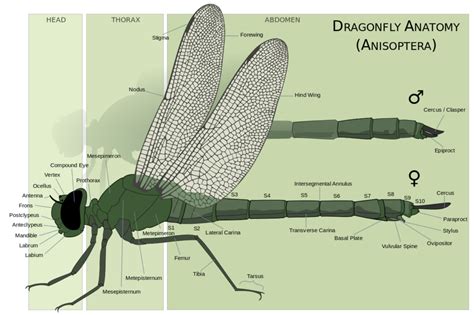 Illustration of male and female dragonfly anatomy with labels ...