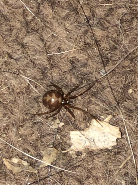 What Is this?! Young black widow?, Seen in Denver Colorado : r/spiders