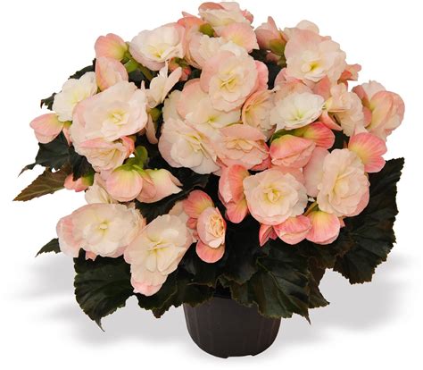 Begonia - Indoor plants: cultivation and maintenance. Watering. Types of begonias. Photos ...