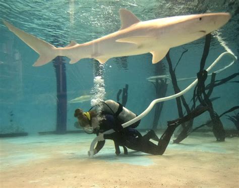 Why Are There No Sharks At The New England Aquarium? - Aquariumia