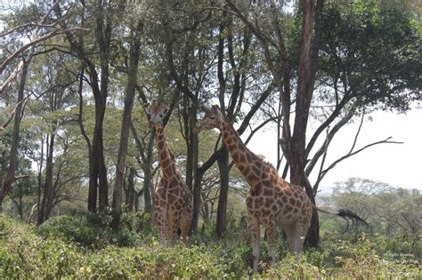 Tour of the Giraffe Centre in Nairobi, Kenya (12) - Wheels On Our Feet