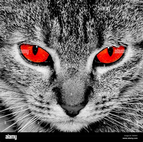 Cat with red eyes. Angry eyes. Cat look at camera Stock Photo - Alamy