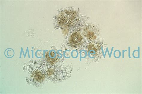 Microscope World Blog: Red Tide Phytoplankton