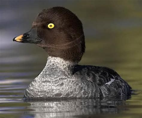 Common Goldeneye female | Golden eyes, Animals, Female