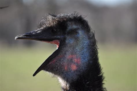 Angry Emu | Emu telling us we're too close | Judy Moss | Flickr