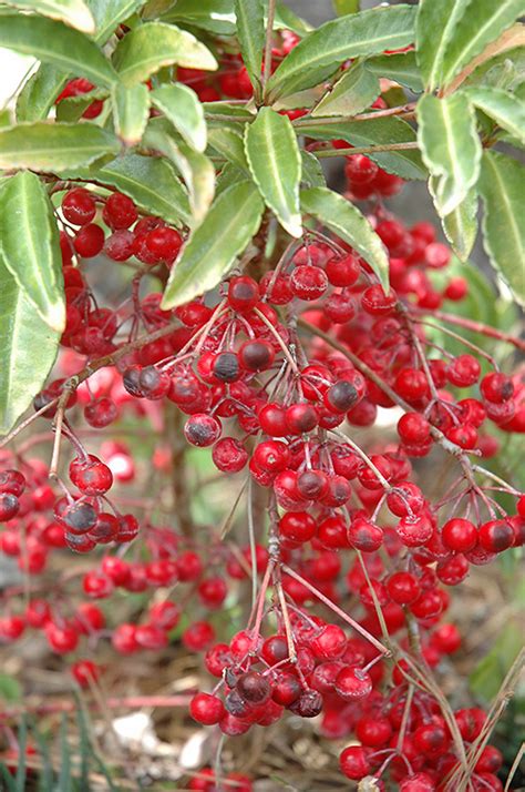 Coral Berry (Ardisia crenata) in Rochester New Hampshire Dover New ...