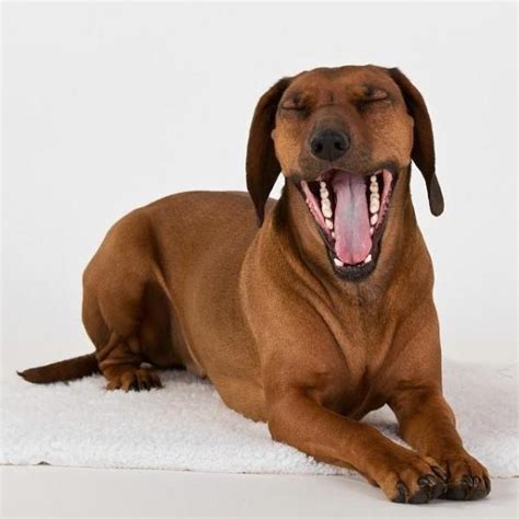 10 Signs that your Dog is Stressed