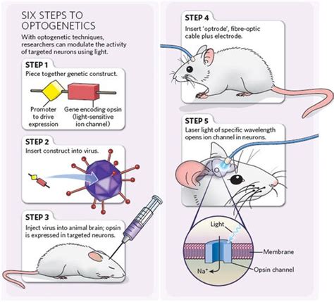 Optogenetics: Controlling the Brain with Light | by Shabana Khan | Medium