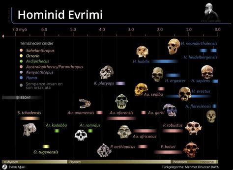 İnsansıların Evrimi: Hominoidea, Hominidae, Homininae, Hominini, Hominina ve Homo (sapiens ...