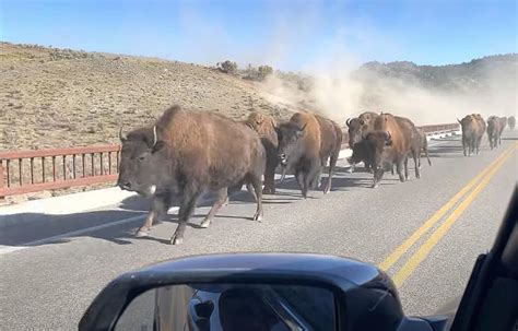 WATCH: Massive Bison Herd Stampede Across Bridge in Yellowstone