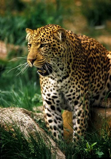 Jaguar (cat) | Facts About All