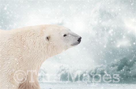 Polar Bear Kiss - Polar Bear Kisses by Pine Trees -Free Snow overlay - Snowy Scene with Animal ...