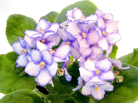 My Violet | African Violets