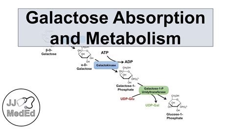 Galactose Absorption and Metabolism | Leloir Pathway and Galactosemia - YouTube