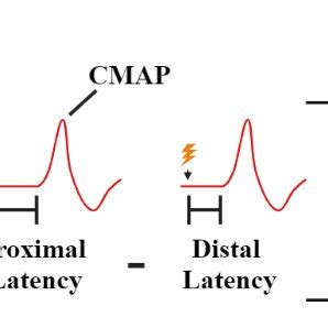 Formula for calculating nerve conduction velocity | Download Scientific Diagram