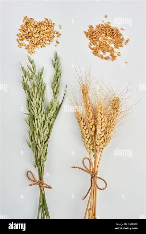 Oat plants and wheat ears Stock Photo - Alamy