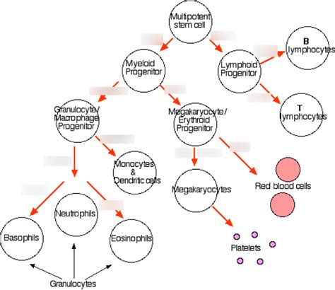 Diagram of Haematopoiesis - growth factors | Quizlet