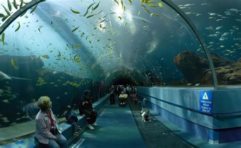 Sea Life Aquarium Mall of America | Saif Fatteh