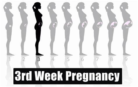 TIPS TO IMPROVE HEALTHY LIFE: 3rd Week Pregnancy - Symptoms, Baby ...