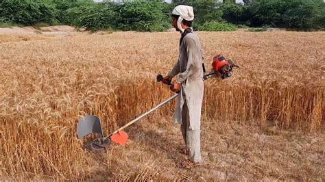 Wheat Cutting Machine || wheat harvesting machine in Pakistan - YouTube