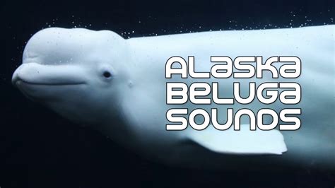 Beluga Whales Underwater Sounds - YouTube