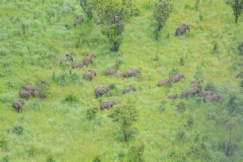 'Catastrophic' elephant poaching at Niassa Reserve in Africa reduced to zero, conservationists ...