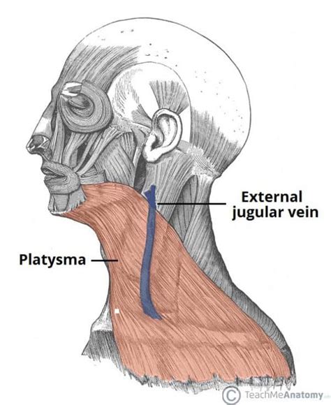 Fascial Layers - Deep - Superficial - TeachMeAnatomy