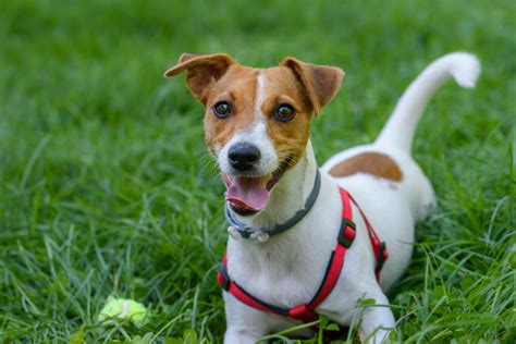 Magazine para cães - Raças de cães: Tudo sobre o Jack Russell Terrier