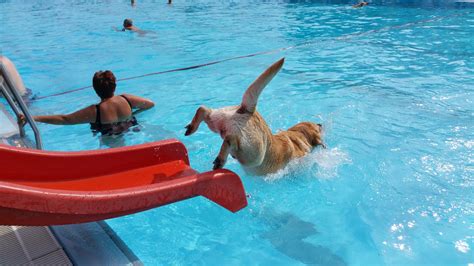 Labrador Retriever Swimming Pool - Free photo on Pixabay - Pixabay