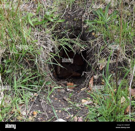 Badger sett entrance hole hi-res stock photography and images - Alamy