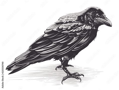 Vector Crow Art on White Stock Vector | Adobe Stock