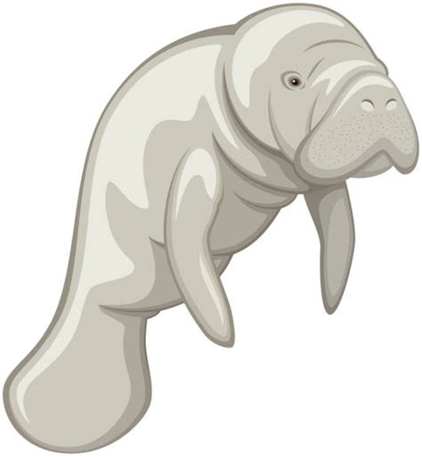 Image Result For Manatee Clip Art Manatee Art Manatee Art - Riset