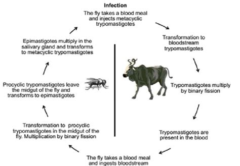 The main phases in the life cycle of the trypanosome, both in the... | Download Scientific Diagram