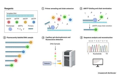 DNA Sequencing: Definition, Type, Mechanism and Significance