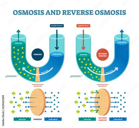 Osmosis reverse vector illustration. Explained process with solution. Stock Vector | Adobe Stock