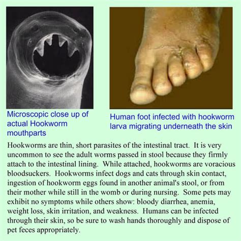 Intestinal Parasites - Meadows Veterinary Clinic of East Peoria