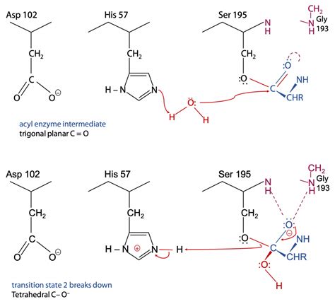 The Catalytic Mechanism of Chymotrypsin & Measuring Activity – BIOC*2580: Introduction to ...