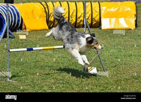 Dog agility contest Stock Photo - Alamy