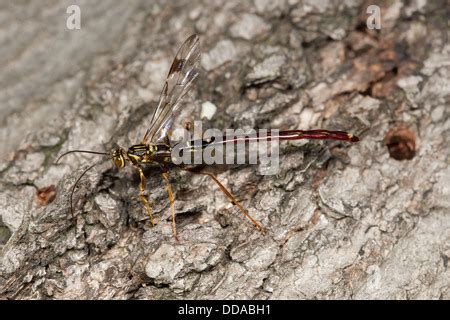 A male Giant Ichneumon Wasp (Megarhyssa macrurus) searches for females developing inside a log ...