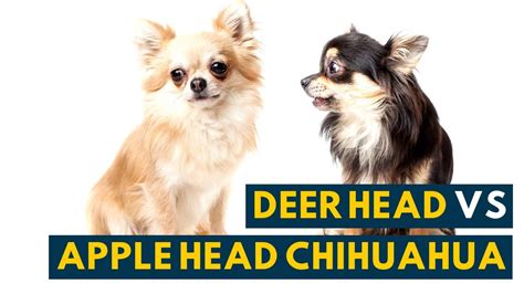 Whats A Deer Head Chihuahua