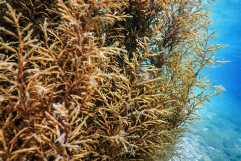 What Plants Live in the Oceanic Zone? | Sciencing