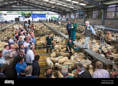 The livestock auction at Melton Market, Melton Mowbray, Leicestershire ...